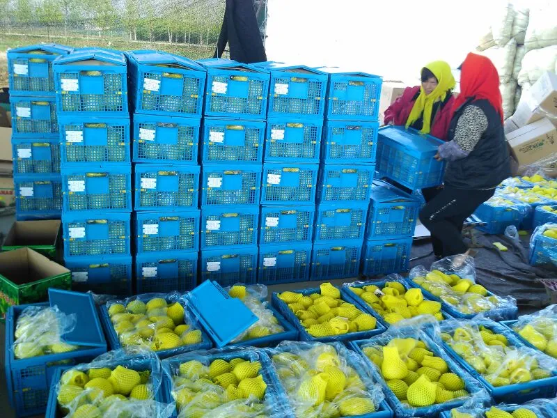 Blue plastic crates in an e - commerce fulfillment center, filled with yellow fruits.