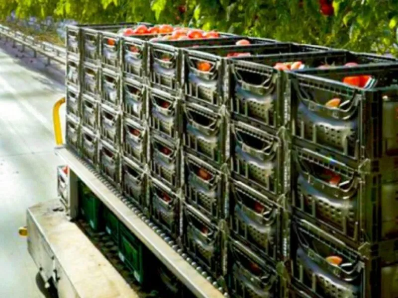 Plastic crates transporting tomatoes in a greenhouse, highlighting harvest transport application.
