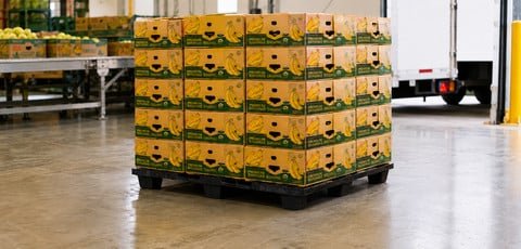 Export plastic pallets
