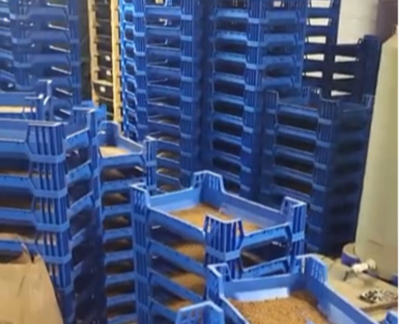 black soldier fly breeding box